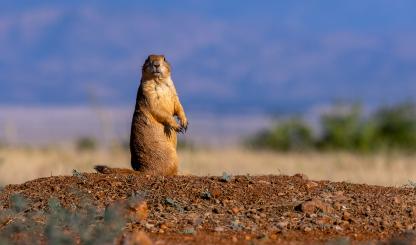 Photograph by Bruce D. Taubert
