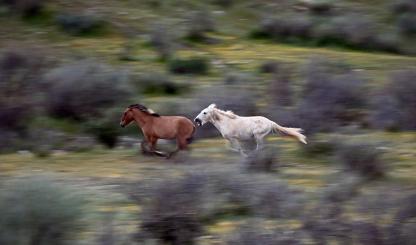 A white horse chases a brown horse at top speed through a green and scrubby setting, getting close enough to bite. By Jessica Finnie