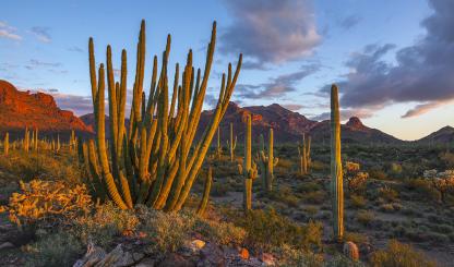 Late-afternoon light illuminates the Ajo Range, saguaros and one of the namesakes of Organ Pipe Cactus National Monument. | George Stocking