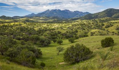 Oaks, junipers and ocotillos populate the rolling foothills of the Santa Rita Mountains, southeast of Tucson, the morning after a heavy monsoon storm. Home to biodiverse Madera Canyon and a Smithsonian Institution observatory, the Santa Ritas are one of Southern Arizona’s many “sky island” ranges. | Joel Hazelton