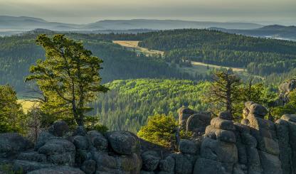 A rolling sea of evergreens stretches to the horizon in a view from the White Mountains’ East Baldy Trail. This challenging hiking route is one of two that ascend Mount Baldy, the highest peak in the White Mountains. By Laurence Parent