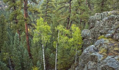 Aspens mingle with ponderosa pines in Sandys Canyon, a scenic hiking destination southeast of Flagstaff. This view is from an overlook west of Canyon Vista Campground, which is just off Lake Mary Road (Forest Highway 3). By Tom Bean