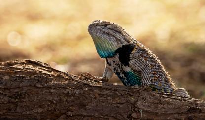 2024 Wildlife photo contest winning submission of a desert spiny lizard. By Randi Najac 