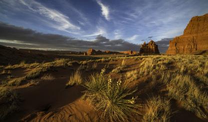 Flowering yuccas catch the last light of the day beneath the sandstone buttes of the Navajo Nation, which makes up much of Arizona’s northeast corner. Covering more than 27,000 square miles in Arizona, New Mexico and Utah, the Navajo Nation is the largest tribal land in the United States. By Bernhard Michaelis