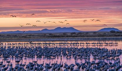 A dense population of lesser sandhill cranes prepares to take flight from their overnight roost at Twin Lakes, a pair of reservoirs in Willcox, at sunrise. By Jack Dykinga