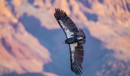 California condors, which once were nearly extinct, are among many bird species that call Baaj Nwaavjo I’tah Kukveni-Ancestral Footprints of the Grand Canyon National Monument home. | JACK DYKINGA