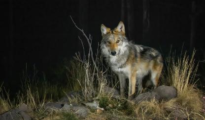Photograph by Bruce D. Taubert