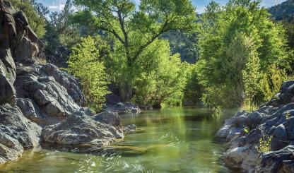 Backlit cottonwoods define a view of Central Arizona’s Fossil Creek. Once an omnipresent sight along the state’s waterways, cottonwoods now occupy a fraction of their former habitat — a result, scientists say, of increased water use and climate change. | Derek von Briesen