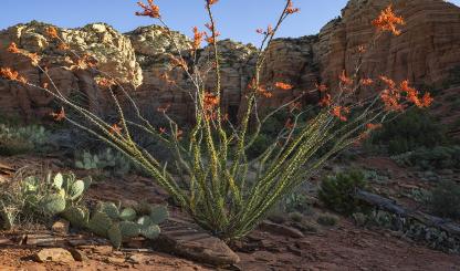 The rising sun illuminates a blooming ocotillo and prickly pear cactuses along the Sedona area’s Teacup Trail. Ocotillos typically bloom in the spring but may also do so in response to summer rainfall. | Laura Zirino