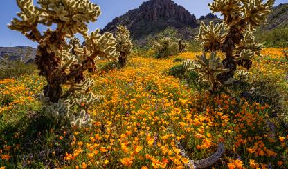 Mexican goldpoppies and lupines decorate a meadow dotted with teddy bear chollas in the Black Mountains of Western Arizona. This location is near the old mining town of Oatman, now a tourist destination known for its free-roaming burros. | Claire Curran