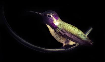 “Reprieve” by Max Tuttle/Honorable Mention in the 2025 student photo contest, is a photo of a green and purple hummingbird against a dark backdrop.