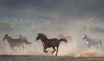 A brown horse with a white blaze runs in the foreground, kicking up dust, while other horses are blurred in the background. 