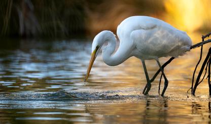 A wading great egret by Tyler Hartung won Best of Show in the 2025 Wildlife Photo Contest, sponsored by Arizona Game & Fish