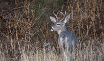 Chiricahua National Monument is home to hundreds of species, including Coues white-tailed deer. | Bruce D. Taubert