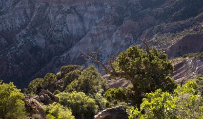 A sunlit slope in the Mount Logan Wilderness is awash with desert vegetation. The 14,650-acre wilderness area was designated in 1984. | JONATHAN BUFORD