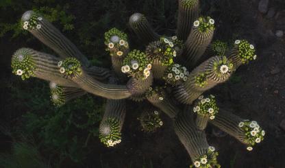 Saguaros crowned with blossoms are photographed from above by Shane McDermott operating a drone. drone