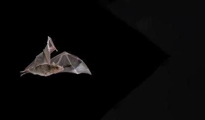 In the United States, Arizona, with 29 bat species, is second only to Texas. Last year, the state cut that deficit by one when the endangered Mexican long-nosed bat (Leptonycteris nivalis, pictured here), a nectar-eating species, was officially confirmed in Southeastern Arizona. | JOSÉ MARTÍNEZ-FONSECA