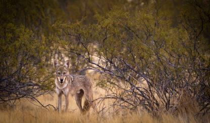 A coyote in thick vegetation just south of Florence surveys its surroundings. | Eirini Pajak