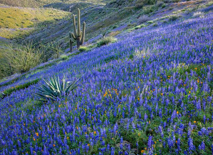Countless lupines and a smattering of Mexican goldpoppies surround agaves, ocotillos and saguaro cactuses on the side of King’s Crown Peak,  near Superior. According to the U.S. Geological Survey, the peak was named by miners who felt the nearby Silver King Mine deserved a crown. By Paul Gill