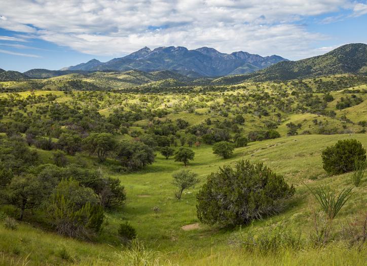 Oaks, junipers and ocotillos populate the rolling foothills of the Santa Rita Mountains, southeast of Tucson, the morning after a heavy monsoon storm. Home to biodiverse Madera Canyon and a Smithsonian Institution observatory, the Santa Ritas are one of Southern Arizona’s many “sky island” ranges. | Joel Hazelton