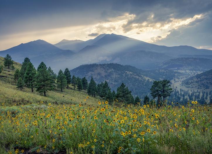 The San Francisco Peaks, Arizona’s highest mountains, loom over a hillside of evergreens and wildflowers at sunset. The Peaks are sacred to several of Arizona’s tribes, adding deeper meaning to an effort to rename one of the summits. By Michael Wilson