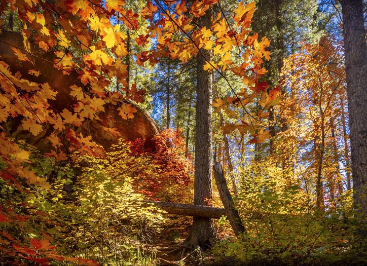 Maple leaves glow yellow, orange and red amid evergreens along the West Fork of Oak Creek, near Sedona. The best time to see fall color in Oak Creek Canyon is mid-October through mid-November, according to locals. | Byron Neslen