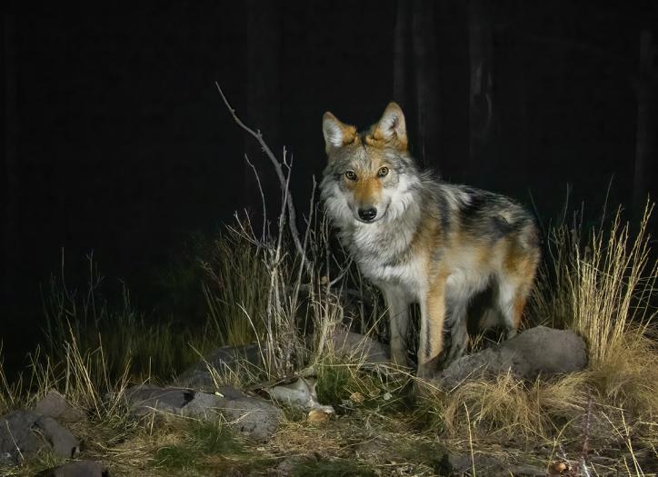 Photograph by Bruce D. Taubert
