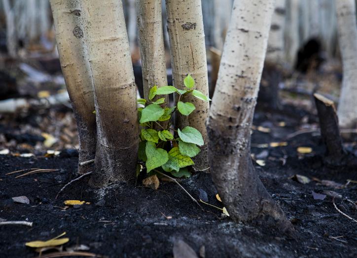A new aspen shoot rises from earth charred by the Dragon Bravo Fire on the North Rim of the Grand Canyon. This photo was made just south of Cape Royal Road on October 1, the day the road reopened to the public. By Amy S. Martin