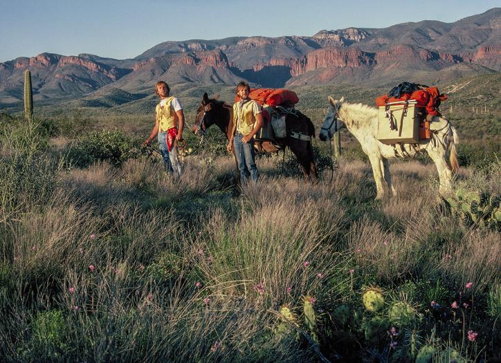 Gil (left) and Troy Gillenwater search for a suitable campsite near the  Sierra Ancha during their 1982 trek across Arizona. With them are Judy (left) and Grandma, their pack mules for most of  the 810-mile journey. By Gil and Troy Gillenwater