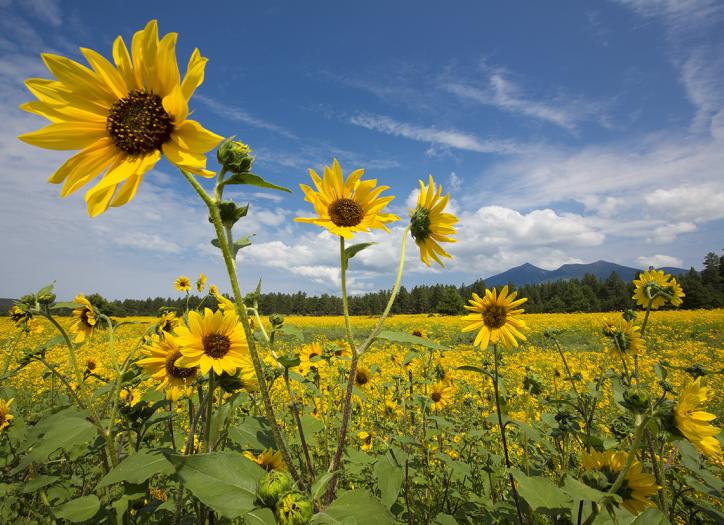 A field of sunflowers (Helianthus annus) bloom in the shadow of the San Francisco Peaks, near Flagstaff. | PAUL GILL