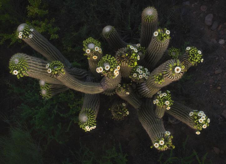 Saguaros crowned with blossoms are photographed from above by Shane McDermott operating a drone. drone
