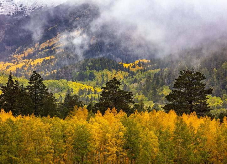 Fog lingers over a stand of golden aspens in Lockett Meadow, in the San Francisco Peaks. | CLAIRE CURRAN