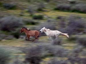 A white horse chases a brown horse at top speed through a green and scrubby setting, getting close enough to bite. By Jessica Finnie