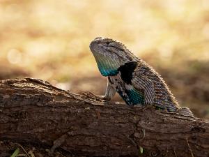2024 Wildlife photo contest winning submission of a desert spiny lizard. By Randi Najac 
