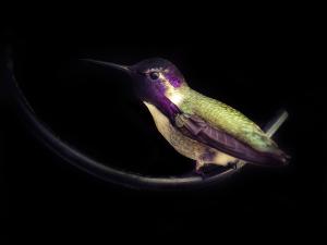 “Reprieve” by Max Tuttle/Honorable Mention in the 2025 student photo contest, is a photo of a green and purple hummingbird against a dark backdrop.