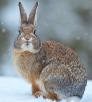 0111_rabbitsnow_0.jpg