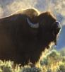 0112_buffalo.jpg