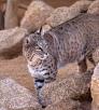0114_bobcat_0.jpg
