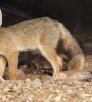 0312_kitfoxes.jpg