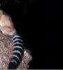 04111_ringtail_0.jpg