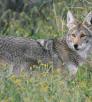 0510_coyote2.jpg