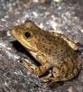 0514_tarahumarafrog_0.jpg