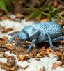 0515_bluedeathbeetle_0.jpg