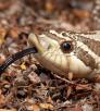 0515_hognosesnakes.jpg
