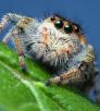 0615_emeraldjumpingspider.jpg
