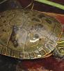 0712_westernpaintedturtle_0.jpg
