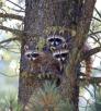 0813_raccoons_0.jpg