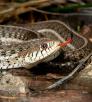 0815_mexicangartersnakes.jpg
