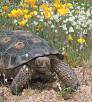 0909_deserttortoises.jpg