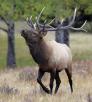 0910_elk_0.jpg